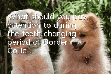 What should you pay attention to during the teeth changing period of Border Collie?