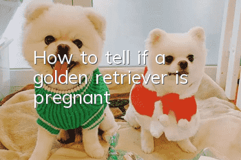 How to tell if a golden retriever is pregnant