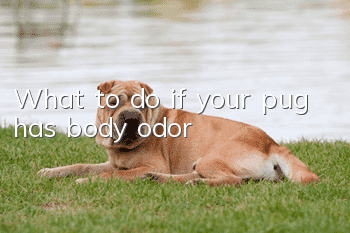 What to do if your pug has body odor