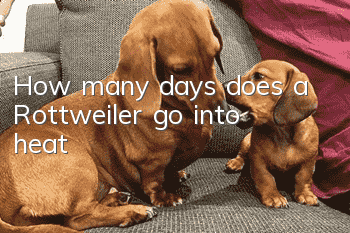 How many days does a Rottweiler go into heat?