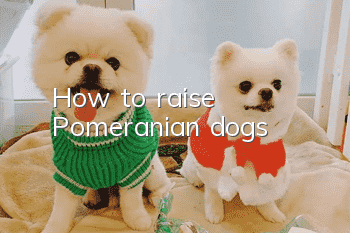 How to raise Pomeranian dogs