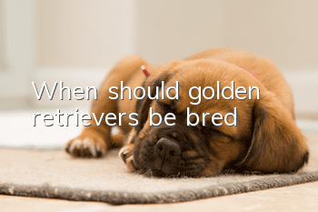 When should golden retrievers be bred?