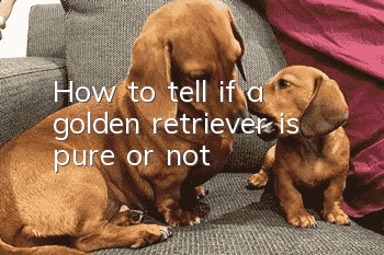 How to tell if a golden retriever is pure or not
