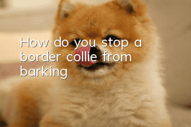 How do you stop a border collie from barking?