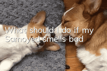 What should I do if my Samoyed smells bad?