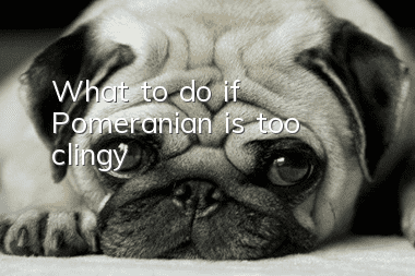 What to do if Pomeranian is too clingy