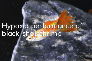 Hypoxia performance of black shell shrimp