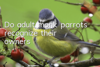 Do adult monk parrots recognize their owners?