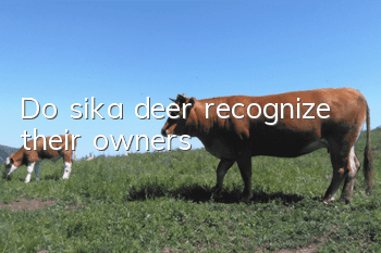 Do sika deer recognize their owners?
