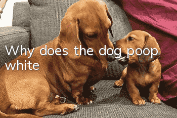 Why does the dog poop white?