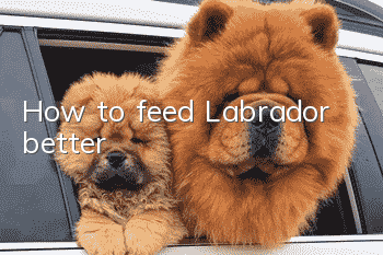How to feed Labrador better