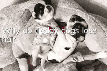 Why do Teddy dogs lose hair?