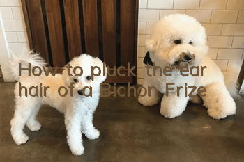 How to pluck the ear hair of a Bichon Frize