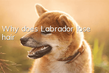 Why does Labrador lose hair?
