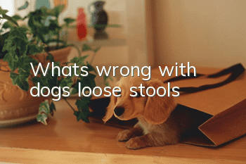 What’s wrong with dogs’ loose stools?