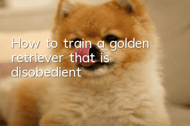 How to train a golden retriever that is disobedient