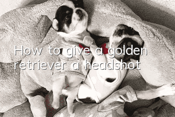 How to give a golden retriever a headshot