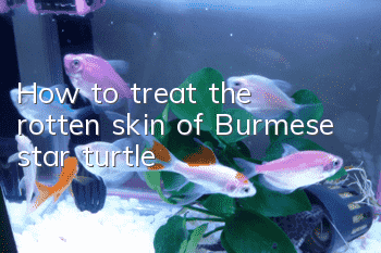How to treat the rotten skin of Burmese star turtle