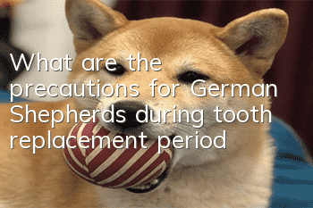 What are the precautions for German Shepherds during tooth replacement period?