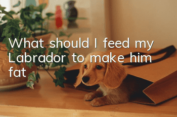 What should I feed my Labrador to make him fat?
