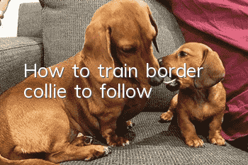 How to train border collie to follow