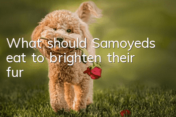 What should Samoyeds eat to brighten their fur?