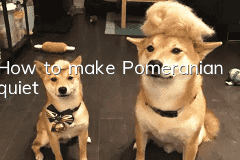 How to make Pomeranian quiet