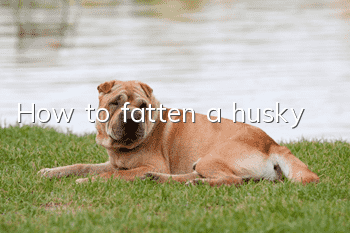 How to fatten a husky