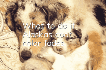 What to do if Alaska's coat color fades