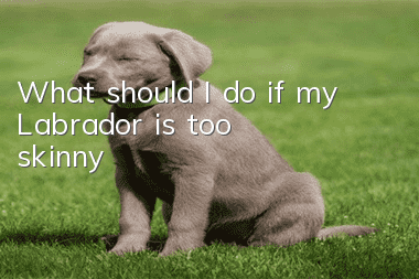 What should I do if my Labrador is too skinny?