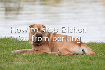 How to stop Bichon Frize from barking?
