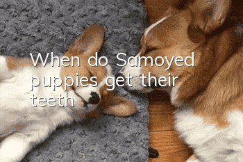 When do Samoyed puppies get their teeth?