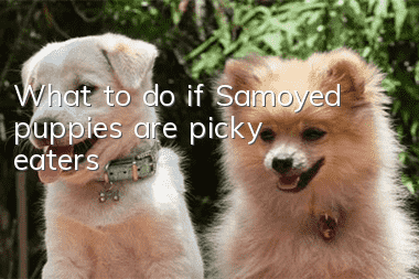 What to do if Samoyed puppies are picky eaters