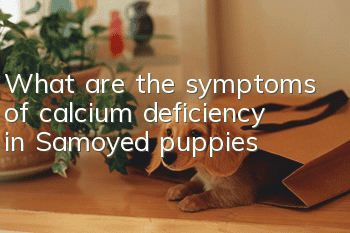 What are the symptoms of calcium deficiency in Samoyed puppies?