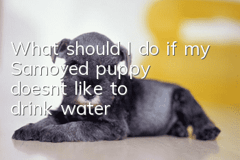 What should I do if my Samoyed puppy doesn’t like to drink water?