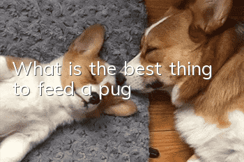 What is the best thing to feed a pug?