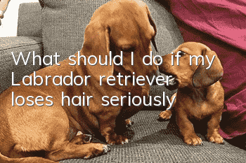 What should I do if my Labrador retriever loses hair seriously?