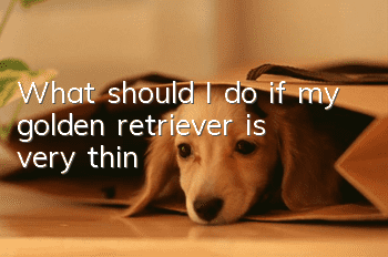 What should I do if my golden retriever is very thin?