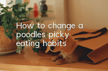 How to change a poodle’s picky eating habits