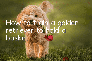 How to train a golden retriever to hold a basket