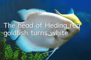 The head of Heding red goldfish turns white