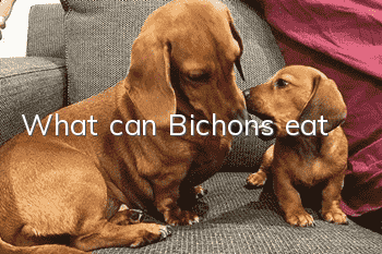What can Bichons eat?