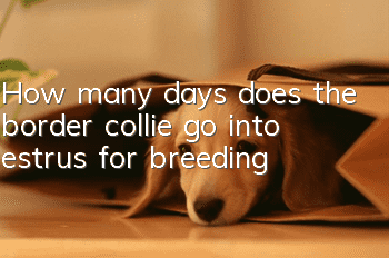 How many days does the border collie go into estrus for breeding?
