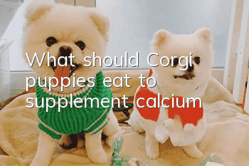 What should Corgi puppies eat to supplement calcium?