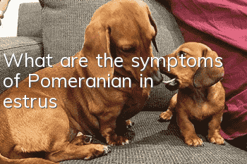 What are the symptoms of Pomeranian in estrus?