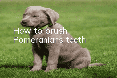 How to brush Pomeranian’s teeth