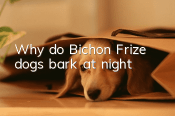 Why do Bichon Frize dogs bark at night?