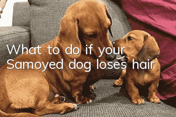 What to do if your Samoyed dog loses hair