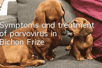 Symptoms and treatment of parvovirus in Bichon Frize