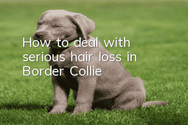 How to deal with serious hair loss in Border Collie